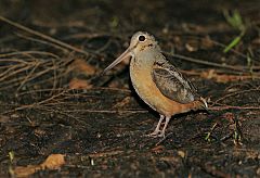 American Woodcock